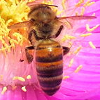 Honeybee’s narrow waist